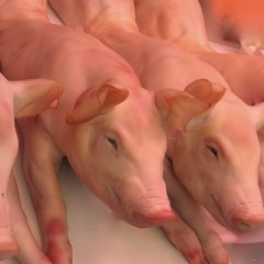 Egész malac 10–20 kg – Mr. Meat húsbolt